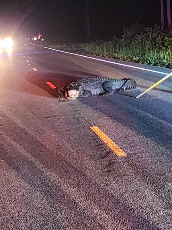 A 12-foot alligator lunging at cars on a dark road in North Carolina, being sprayed with a hose by firefighters to encourage it to move