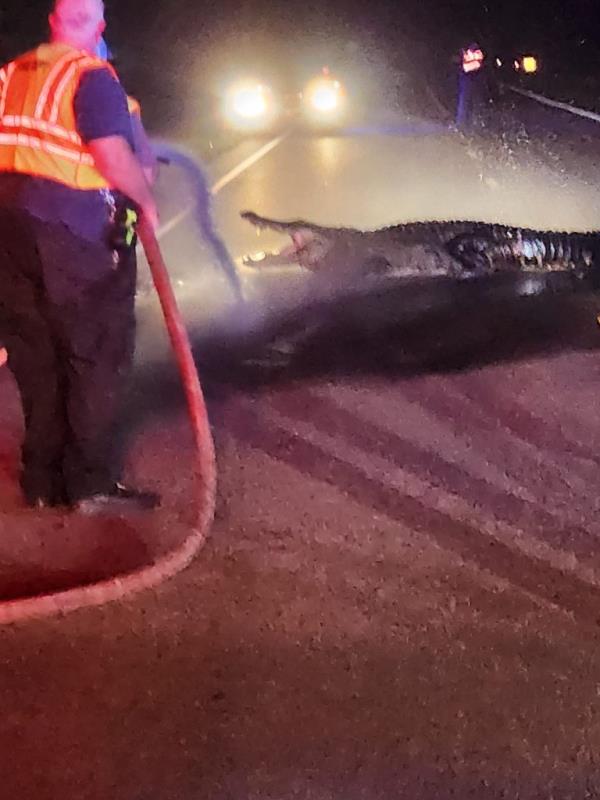 A man spraying water at a 12-foot alligator in the middle of a road to encourage it to move, with cars in the background