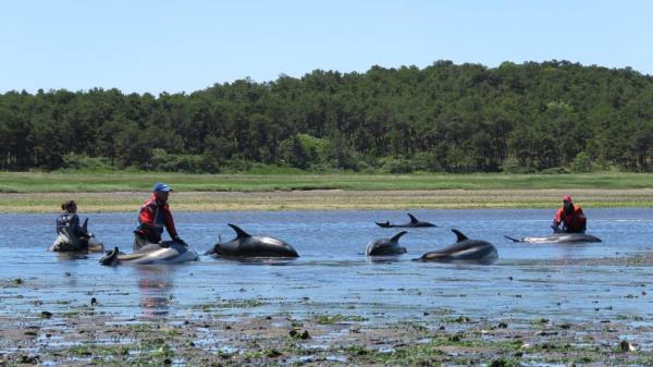 Three people, clothed and standing in water up to their thighs, guide dolphins out of shallow water.