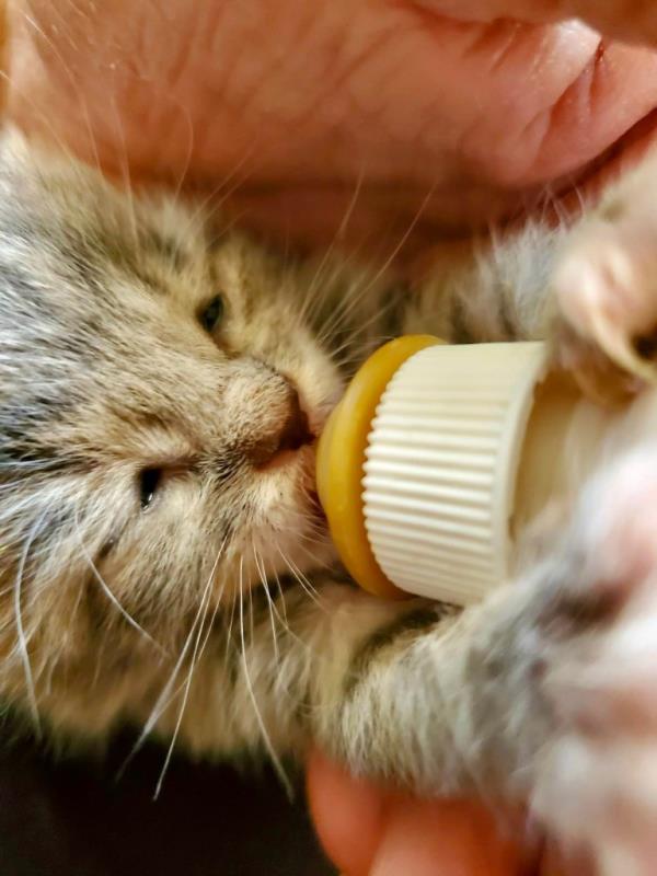 A kitten with his eyes closed as he drinks from a bottle.